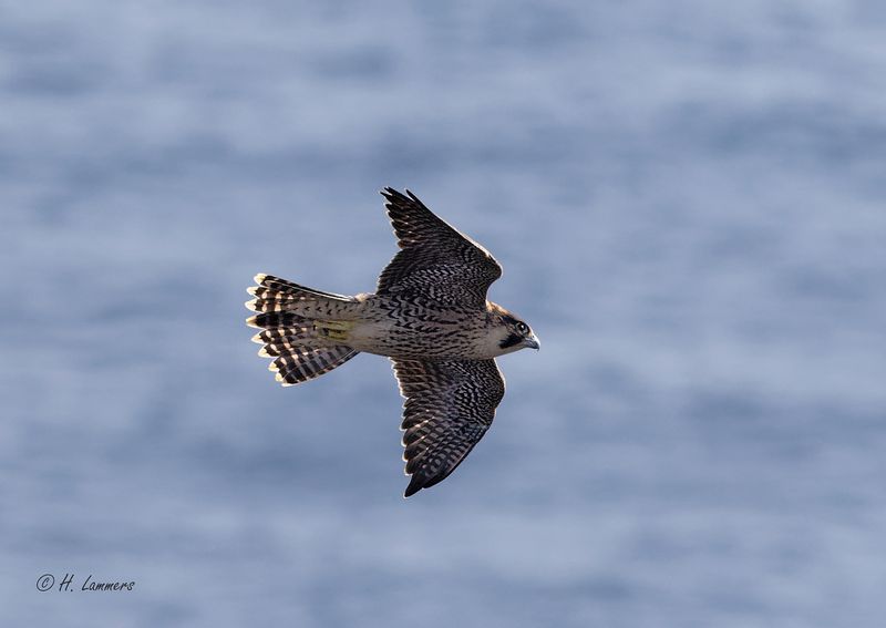 Peregrine falcon _63A7609