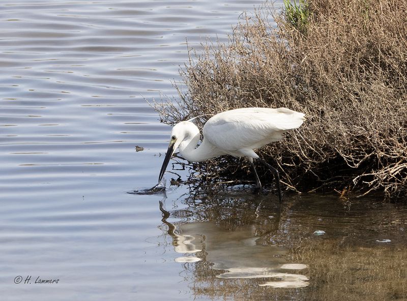 Kleine Zilverreiger _63A7002