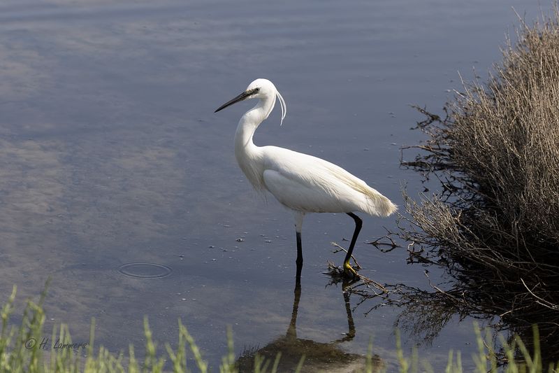 Kleine Zilverreiger _63A7023