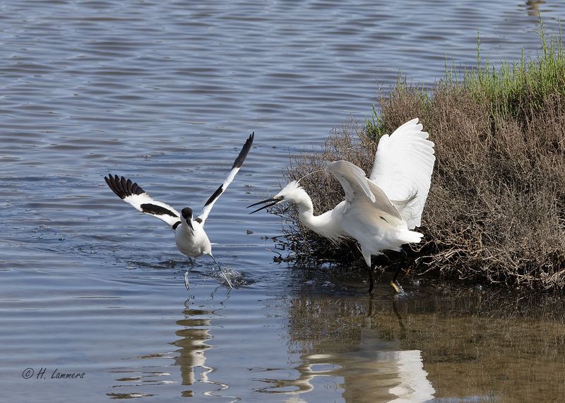 kluut / Kl.  Zilverreiger _63A7006