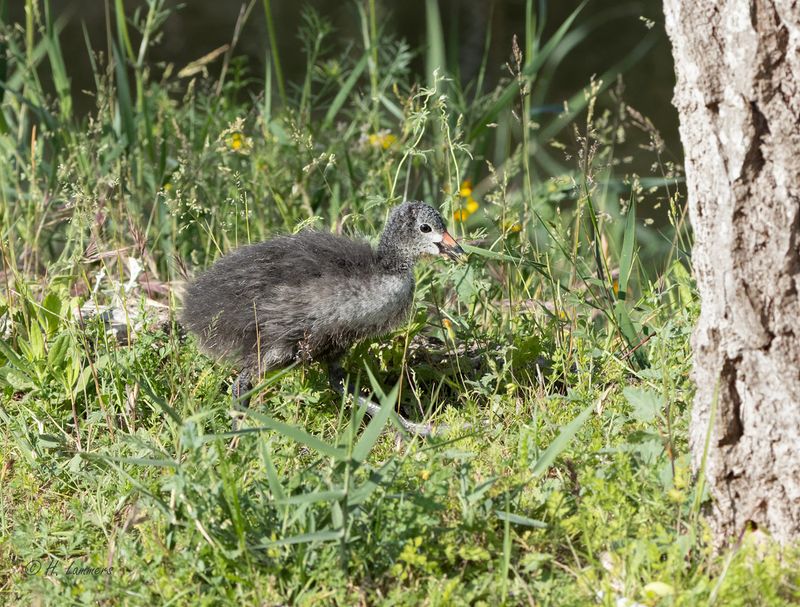 Knobbelmeerkoet _63A6955