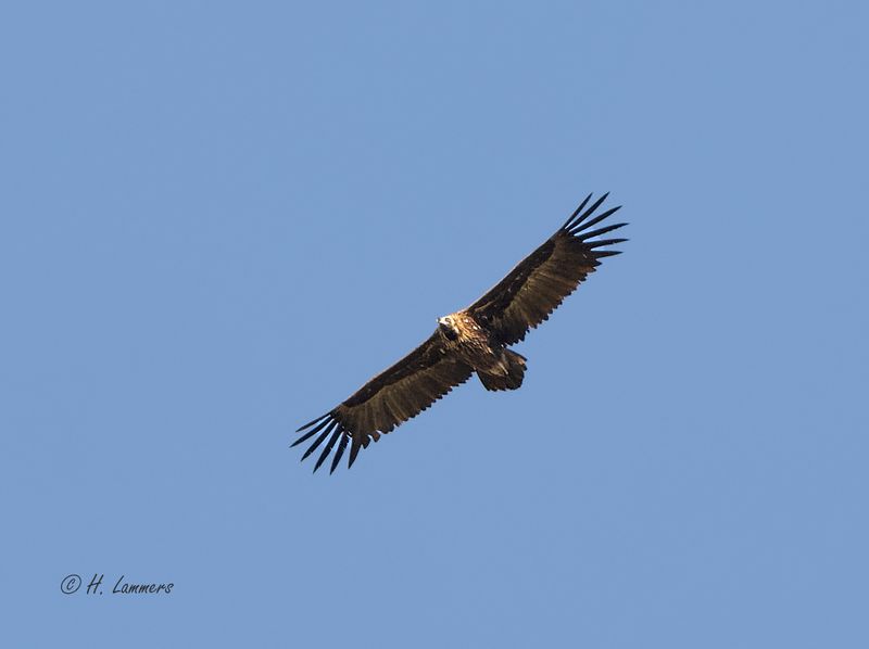 Monniksgier _63A6384