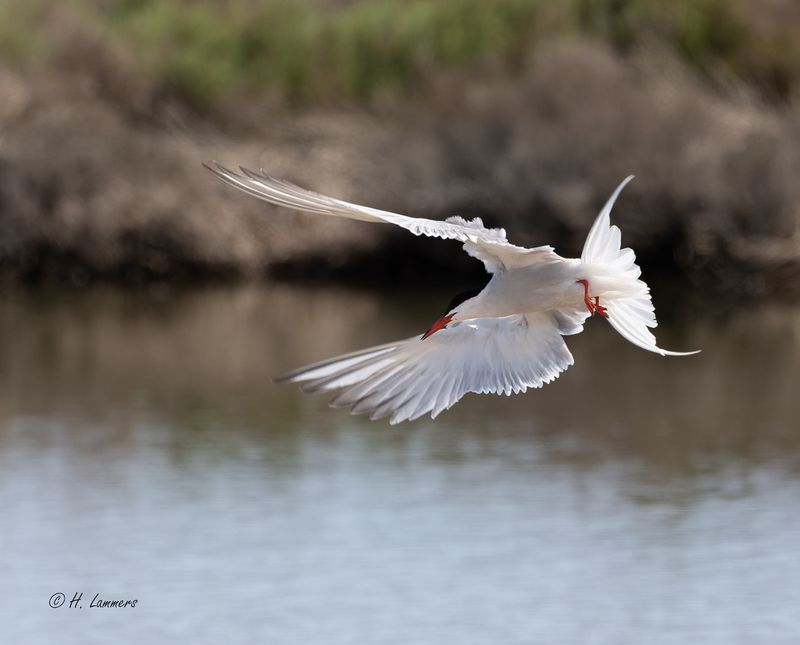 Visdief _63A7019