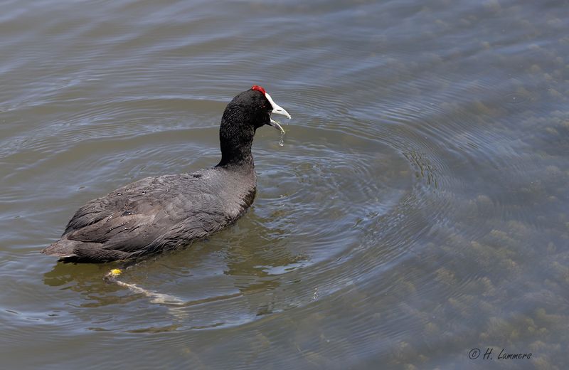Knobbelmeerkoet _63A7428