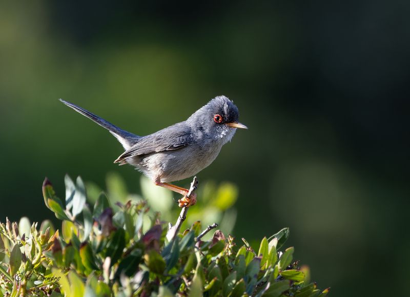 Balearische grasmus _63A7297