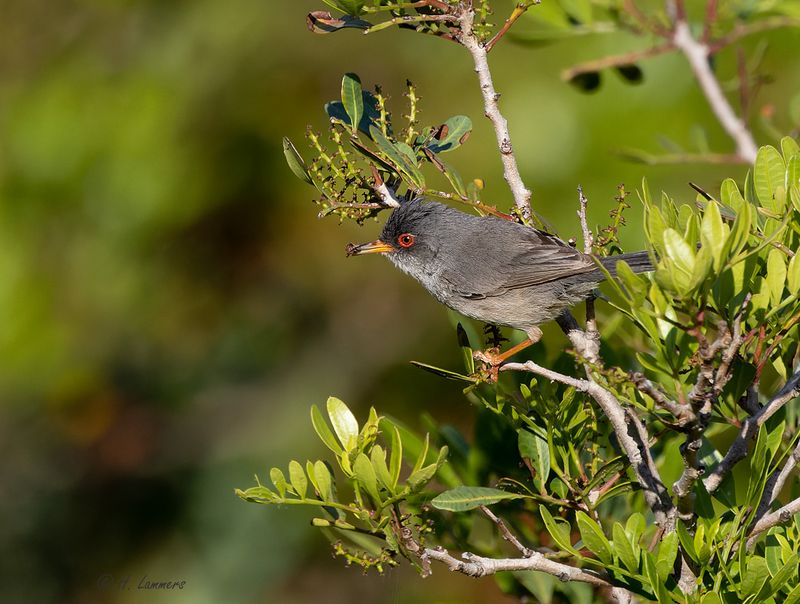 Balearische grasmus _63A7335