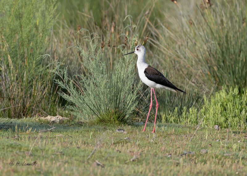  Black-winged stilt - Steltkluut - himantopus himantopus