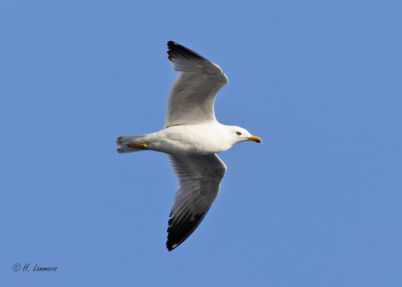 Geelpootmeeuw _63A7606