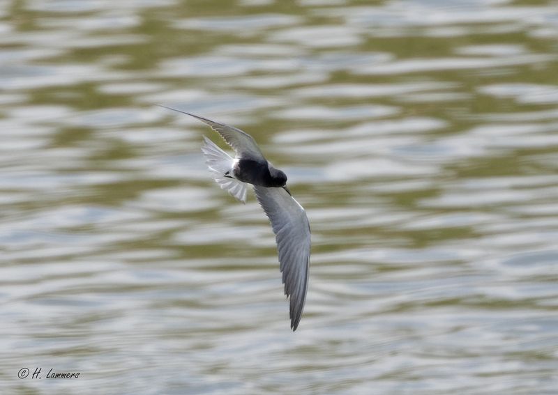 Zwarte Stern _63A7958
