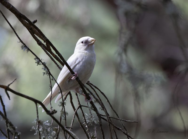 Balearenkruisbek (albino) _63A7871