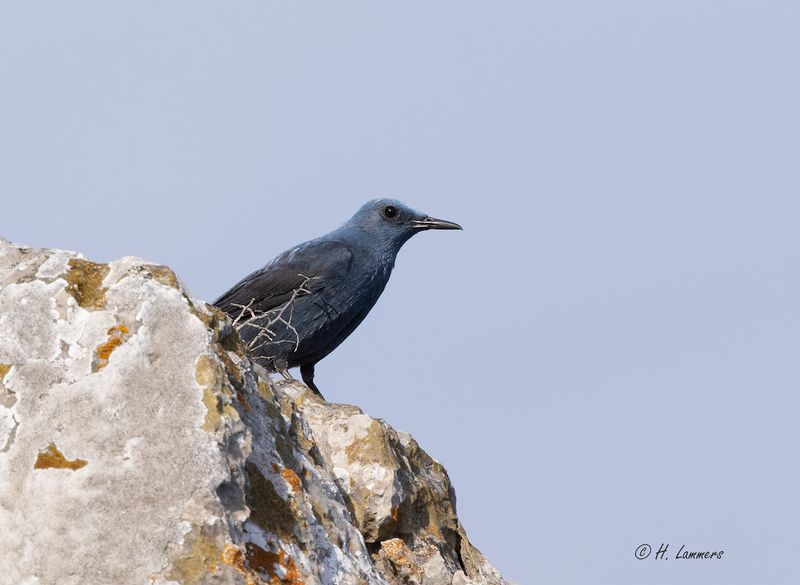 Blauwe Rotslijster _63A7647