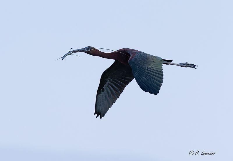 Zwarte Ibis _63A7602