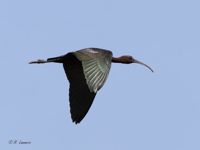 Zwarte Ibis_63A7945