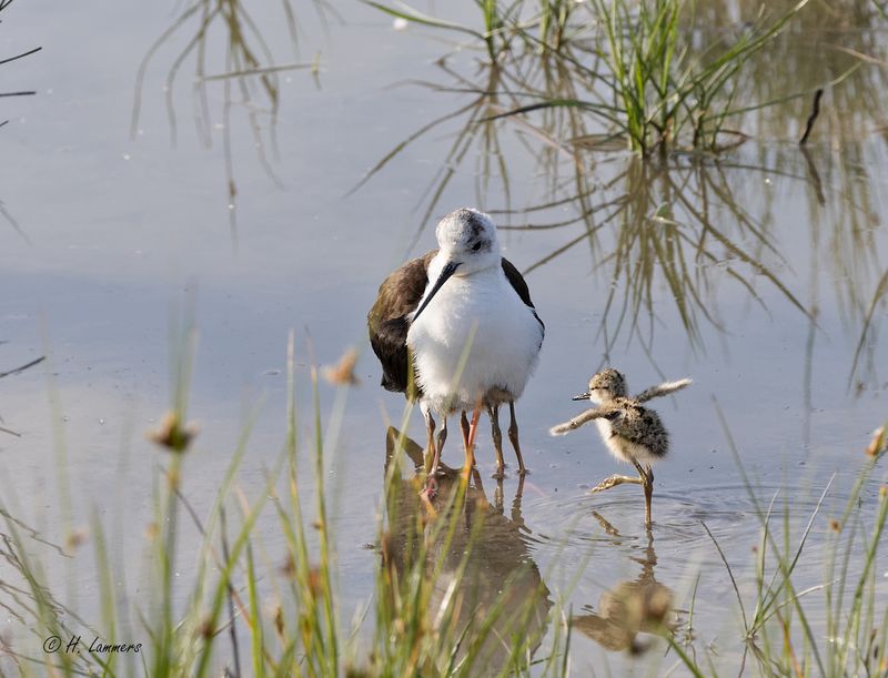 Black-winged stilt - Steltkluut - himantopus himantopus