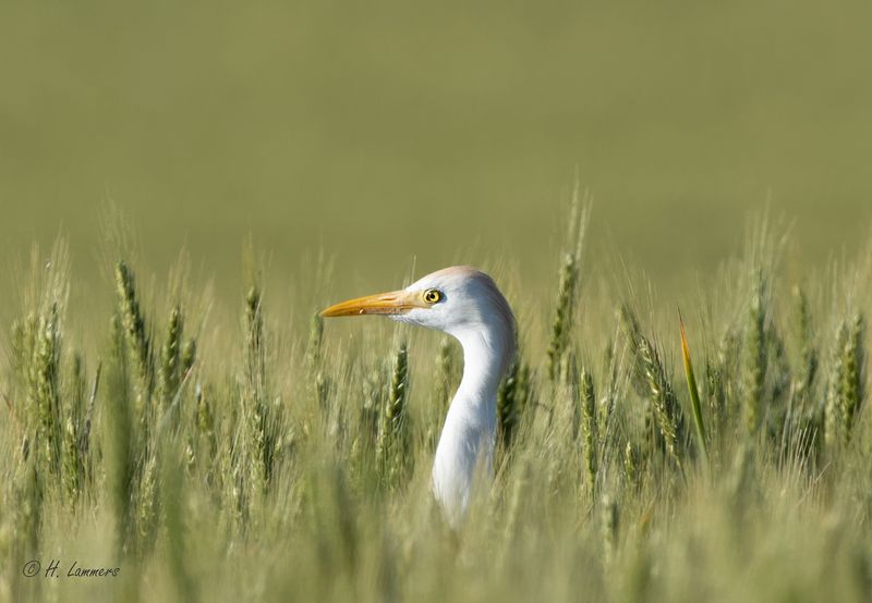Koereiger _63A6319