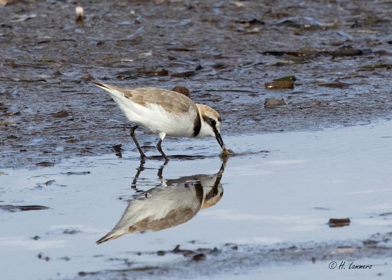 Strandplevier _63A6694