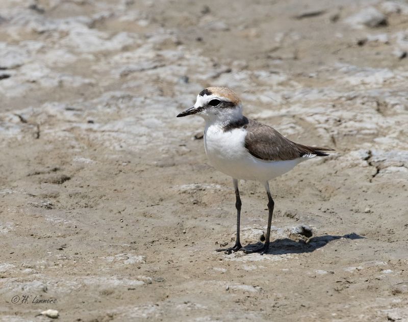 Strandplevier _63A7469