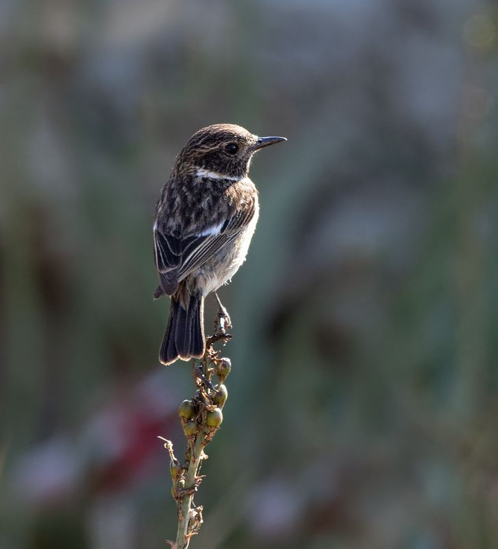 Roodborsttapuit _63A7343 (vrouw)
