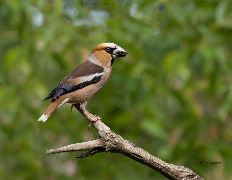  Hawfinch -  Appelvink - coccothraustes coccothraustes