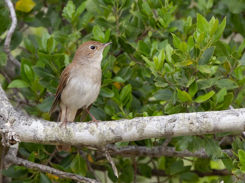 Common nightingale - Nachtegaal - Luscinia megarhynchos