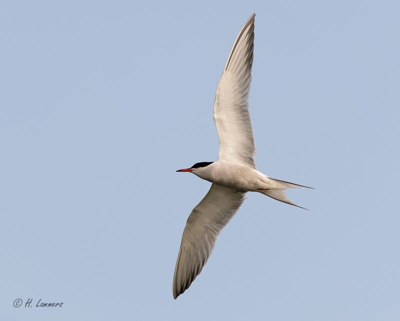 Common tern -  Visdief  -sterna hirundo 