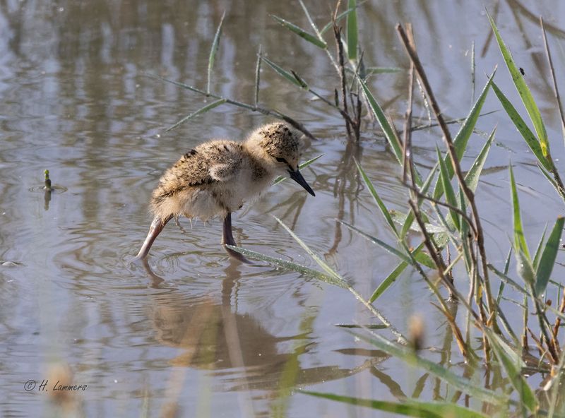 Black-winged stilt  ( juvenile ) - Steltkluut - himantopus himantopus 