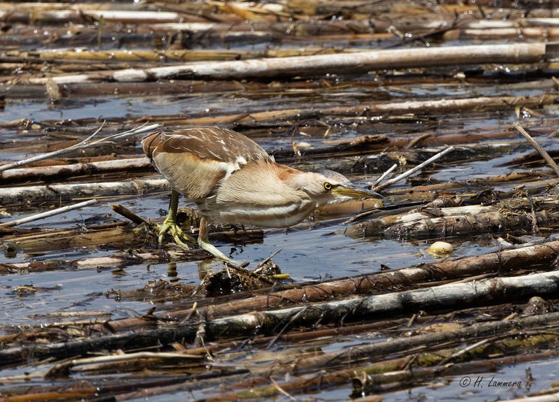  Little bittern - Woudaap - Ixobrychus minutus