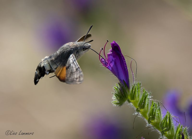  Hummingbird Hawk-moth - Kolibrivlinder - Macroglossum stellatarum