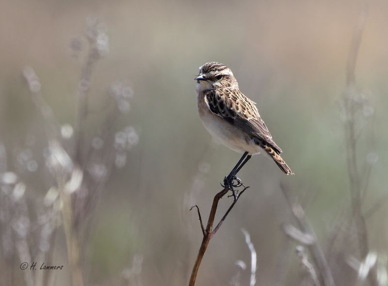 Whinchat - Paapje - Saxicola rubetra