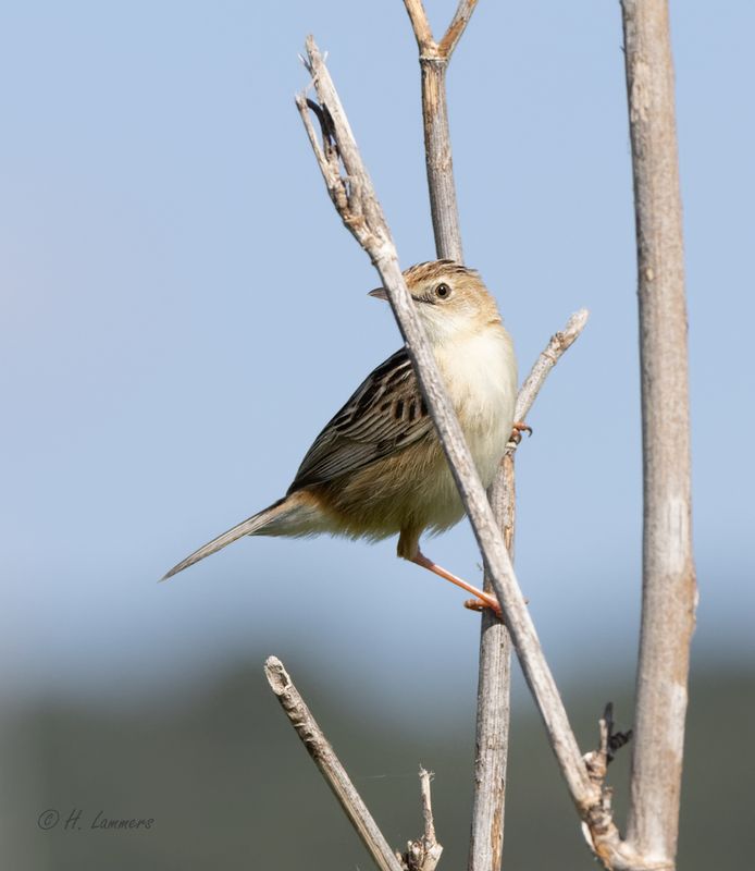 Zitting cisticola - Graszanger - cisticola juncidis 