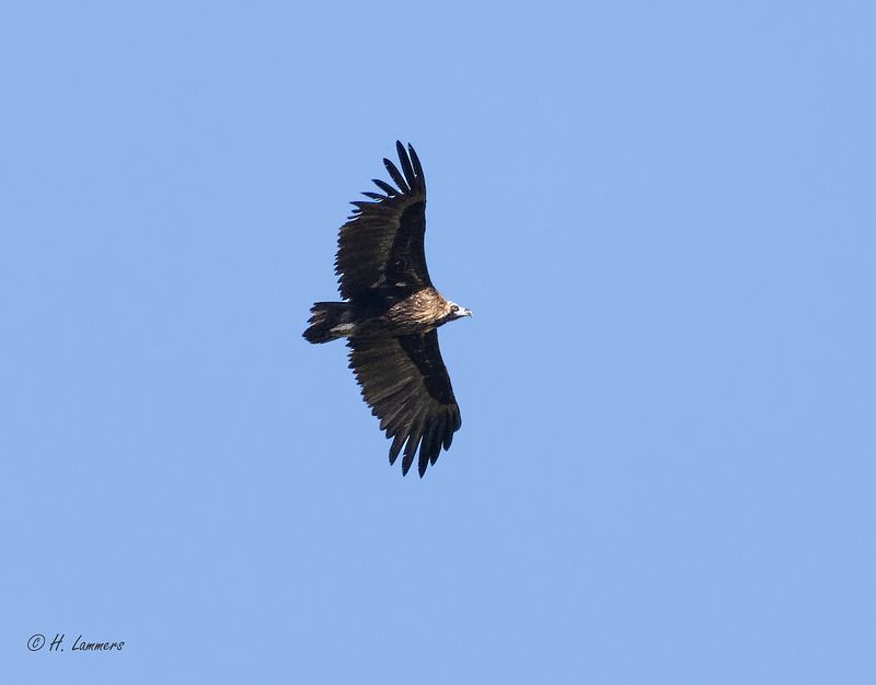  Cinereous vulture -  Monniksgier - Aegypius monachus