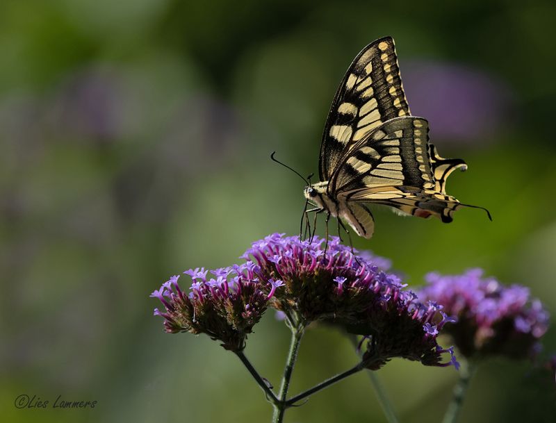 Swallowtail - Koninginnenpage - Papilio machaon
