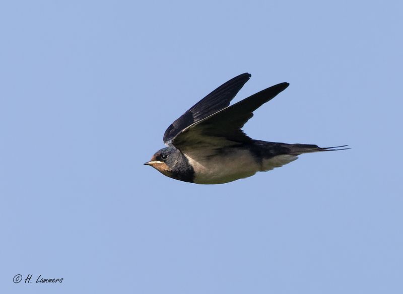 Barn swallow - Boerenzwaluw -  Hirundo rustica