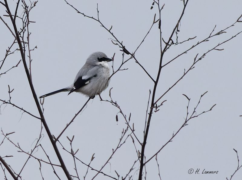 Great Grey Shrike - Klapekster