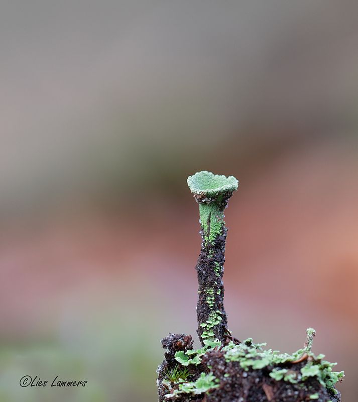 Fringed Cup Lichen - Kopjes-bekermos - Cladonia fimbriata