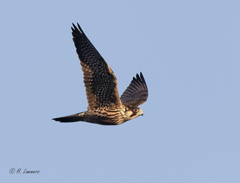 Peregrine falcon - Slechtvalk - Falco peregrinus