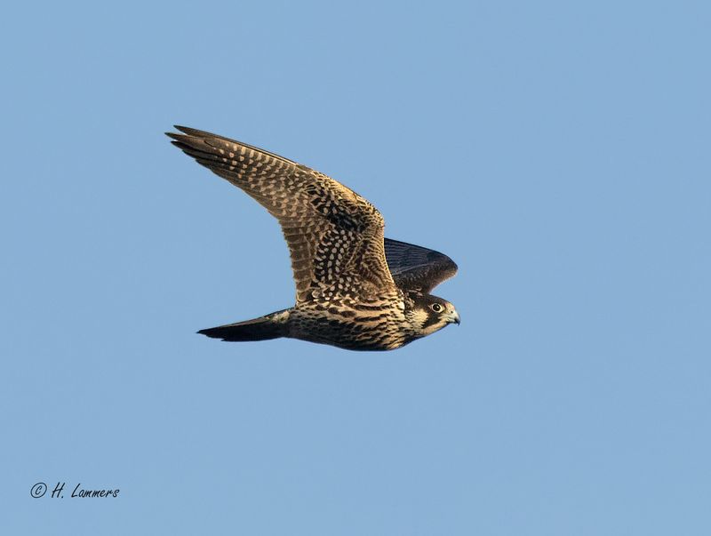 Peregrine falcon -  Slechtvalk - Falco peregrinus
