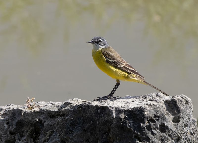  Iberian Yellow Wagtail - Iberische Kwikstaart - Motacilla flava iberiae