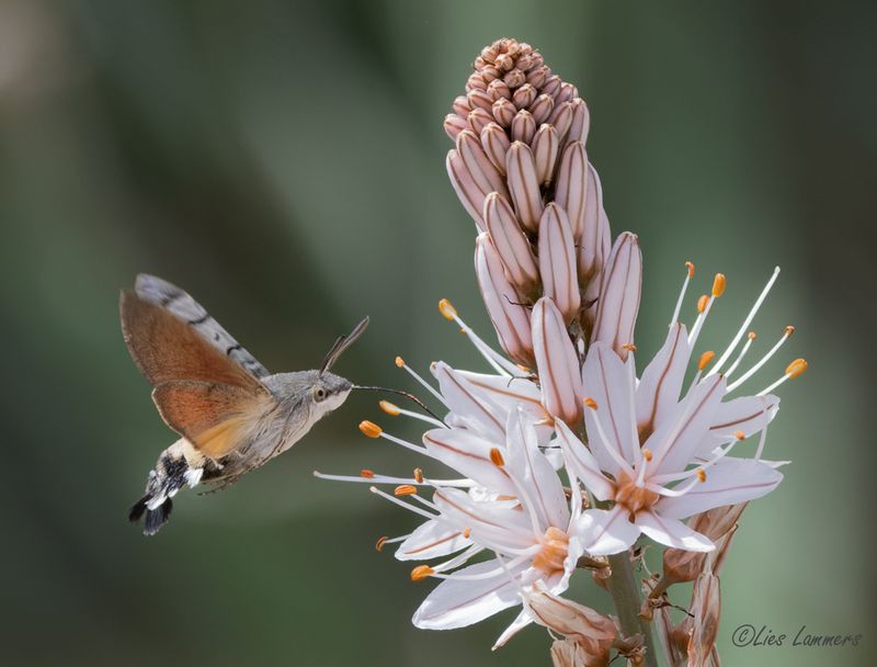Hummingbird Hawk-moth - Kolibrivlinder - Macroglossum stellatarum