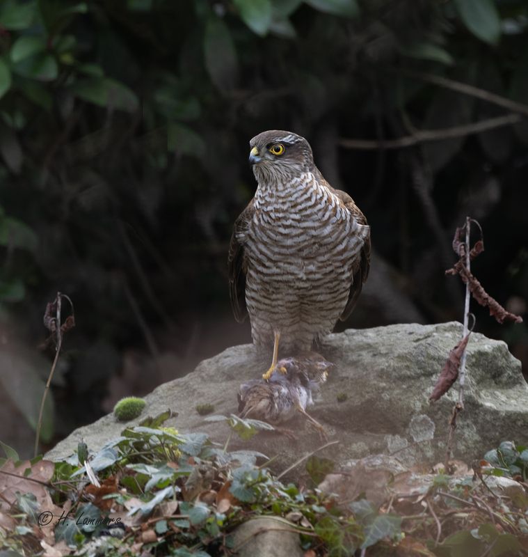 Eurasian sparrowhaw - Sperwer - Accipiter nisus