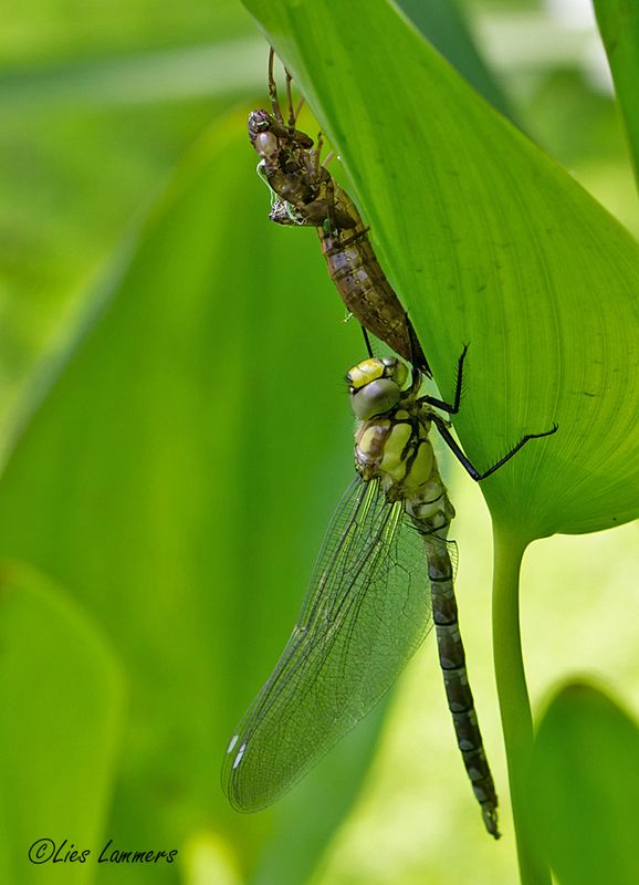 Dragonflies and damselflys - Libellen