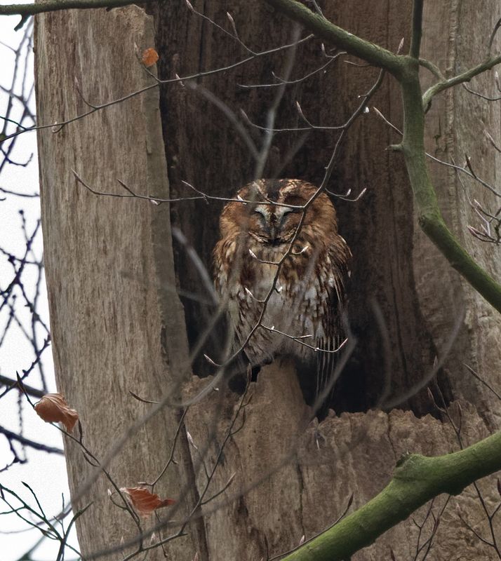  Tawny owl - Bosuil  - Strix aluco