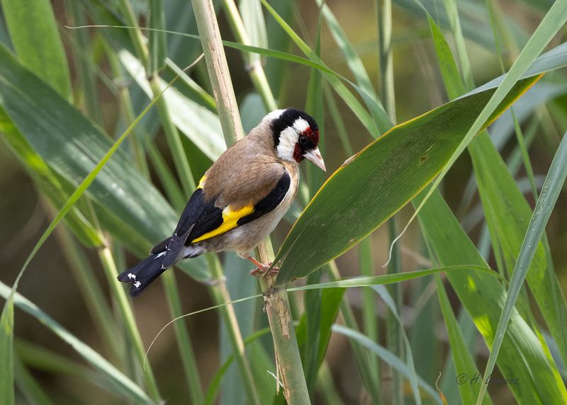 European goldfinch - Putter - carduelis carduelis