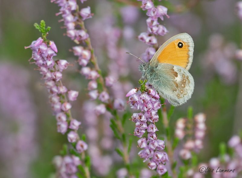 Small Heath - Hooibeestje -Coenonympha pamphilus