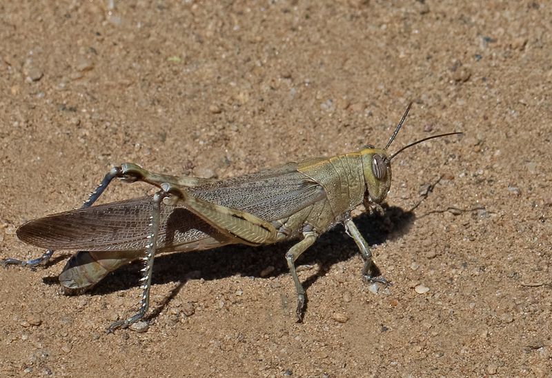 Egyptian Grasshopper - Egyptische treksprinkhaan - Anacridium Aegyptium