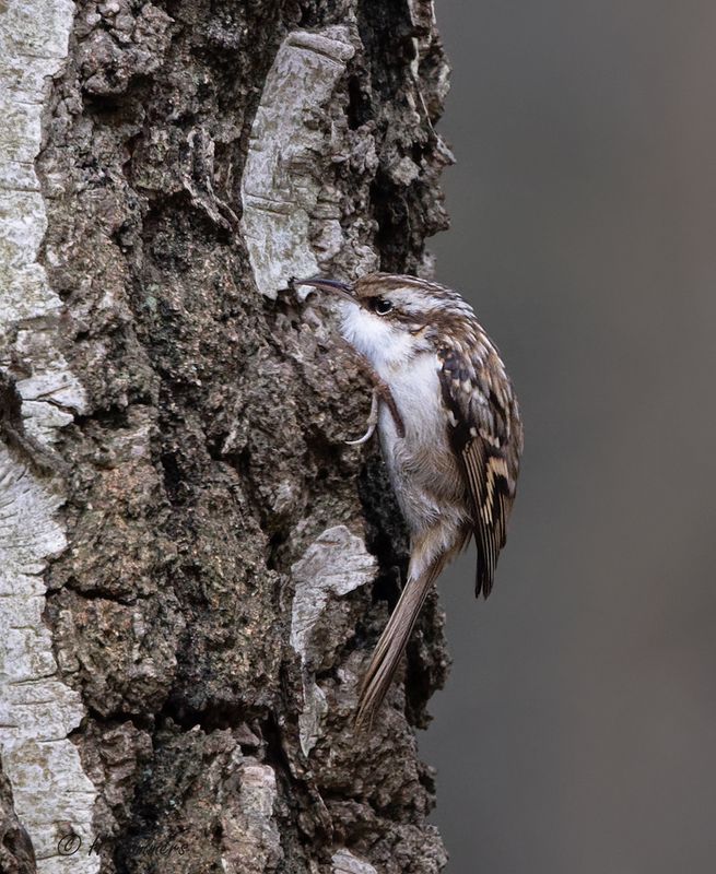 Short-toed treecreeper - Boomkruiper - Certhia brachydactyla