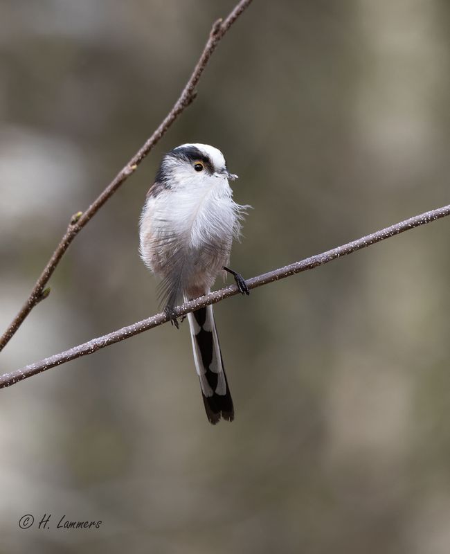 Longtailed Tit - Staartmees