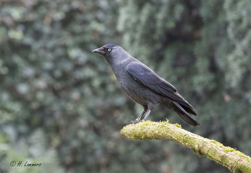 western_jackdaw__kauw__corvus_monedula_