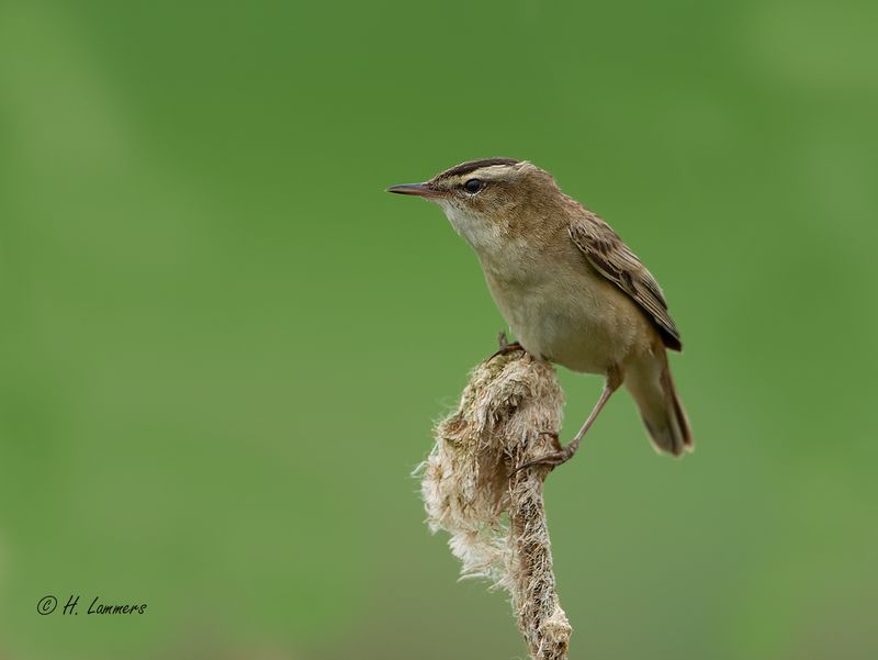 Sedge Warbler - Rietzanger - Acrocephalus schoenobaenus