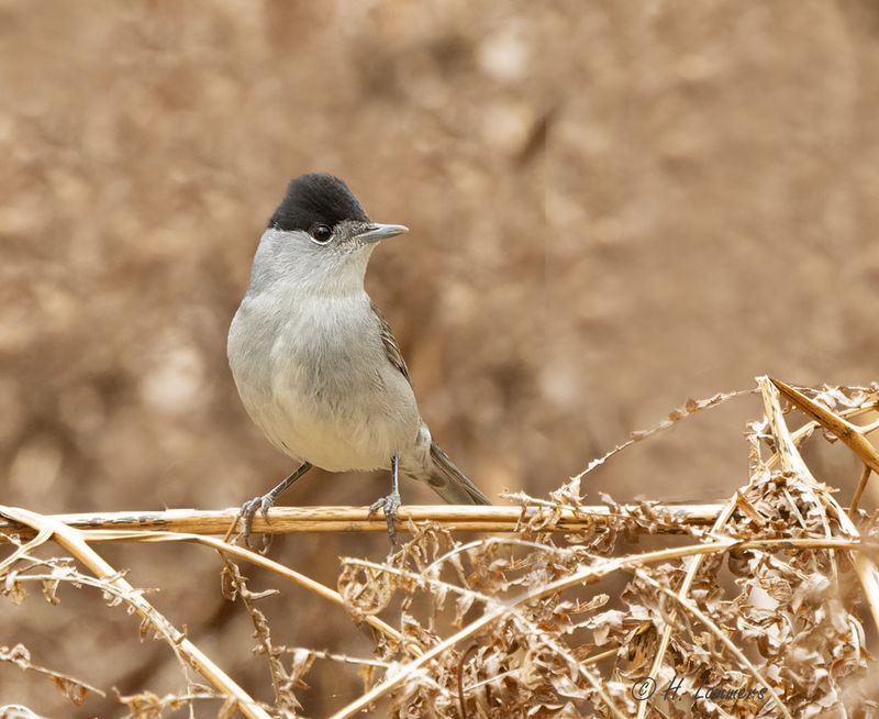 Eurasian blackcap - Zwartkop - Sylvia atricapilla